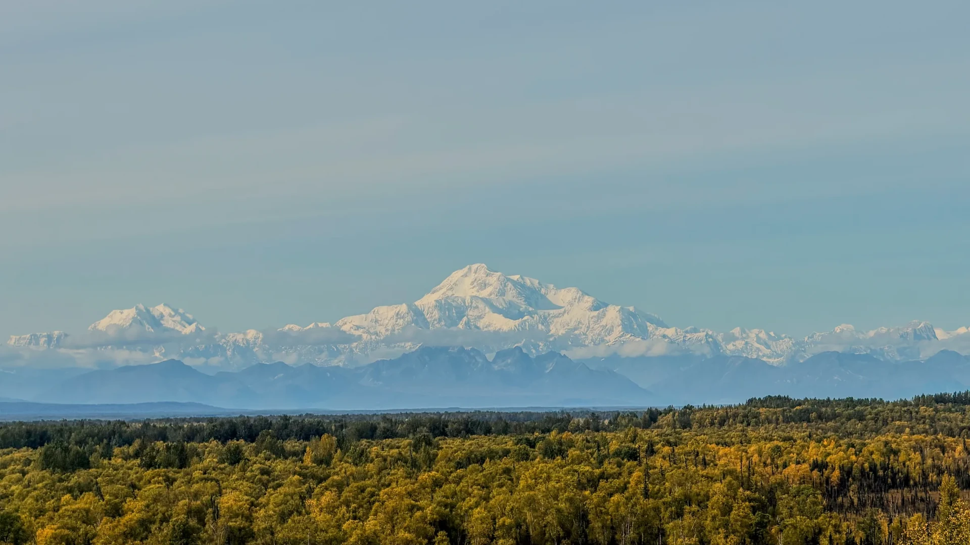 Denali and the Alaska Range above autumn forest viewed from Denali Overlook Inn